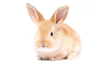 Head of a ginger rabbit on a white background. Decorative hare. Easter concept. photo