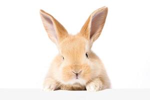 Head of a ginger rabbit on a white background. Decorative hare. Easter concept. photo