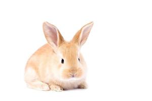 Head of a ginger rabbit on a white background. Decorative hare. Easter concept. photo