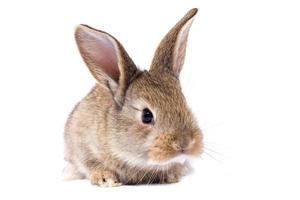 gray fluffy rabbit looking at the signboard. Isolated on white background. Easter bunny photo