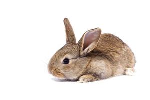 gray fluffy rabbit looking at the signboard. Isolated on white background. Easter bunny photo