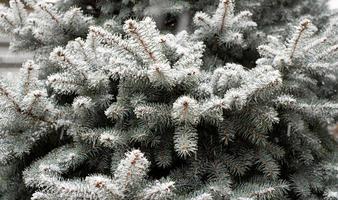 Spruce branches with falling snow photo