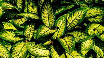 hojas de la planta dieffenbachia en el fondo foto