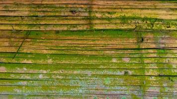 mossy bamboo wall texture as a background photo