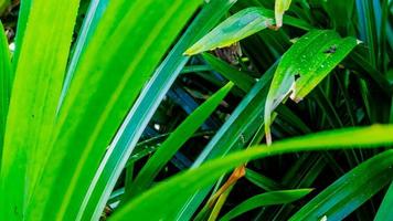 green foliage texture as background photo
