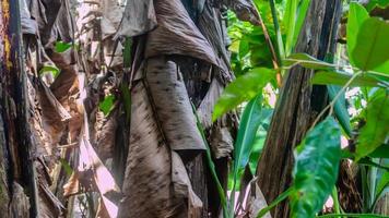 the beautiful banana trees as background photo