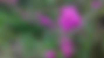 defocused beautiful bougainvillea flowers on the background of green trees photo