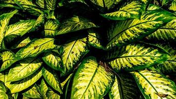 hojas de la planta dieffenbachia en el fondo foto