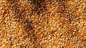 heap of corn kernels as background photo