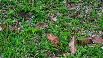 Beautiful green grass with dry leaves in the background photo