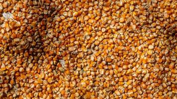 heap of corn kernels as background photo