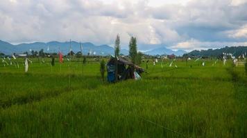 a cabin in the middle of a beautiful rice field with a cloudy sky photo