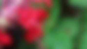 hermosa flor de vid de corazón sangrante rojo desenfocado con hoja verde foto