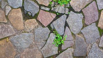 cobblestone path with fallen leaves. as background photo