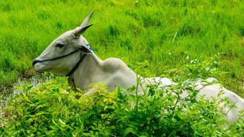 cows relaxing on green grass photo