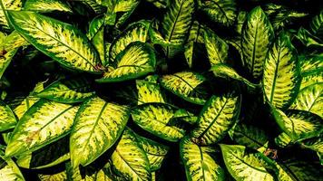 hojas de la planta dieffenbachia en el fondo foto