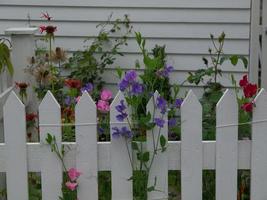 primavera en noruega foto