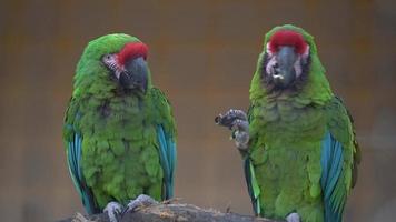 Pair of Mexiacan military macaw video
