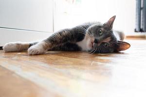 Cat overheated on the street on a hot summer day and lay down on the parquet in the house, with a strange expression on its muzzle. photo
