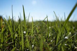 Close-up of green grass against the blue sky on a sunny day, view from below. Vacation and rest concept. photo