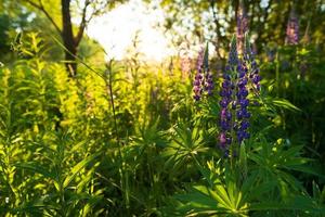 Beautiful blooming lupinus or lupins among the trees, in the sun. Perennial flowers of bright purple color. photo