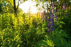 Beautiful blooming lupinus or lupins among the trees, in the sun. Perennial flowers of bright purple color. photo