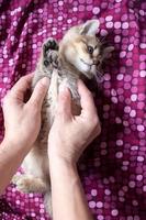 Small, beautiful British kitten is tired, lies on a colored blanket and looks to the side, and the owner arms gently hug him. photo