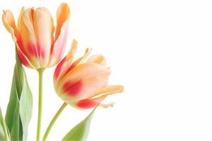 Bouquet of fresh, colorful tulip flowers isolated on white with copy space. Ideal for projects. photo