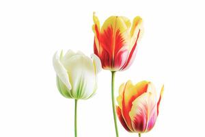 Bouquet of fresh, colorful tulip flowers isolated on white with copy space. Ideal for projects. photo
