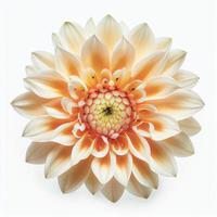 vista superior de la flor de dahlia sobre un fondo blanco, perfecta para representar el tema del día de san valentín. foto