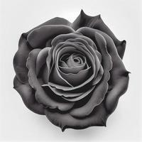 Top view of Black Rose flower on a white background, perfect for representing the theme of Valentine's Day. photo