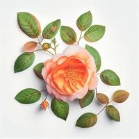 Top view a Tea Rose flower isolated on a white background, suitable for use on Valentine's Day cards photo