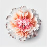 Top view of Carnation flower on a white background, perfect for representing the theme of Valentine's Day. photo