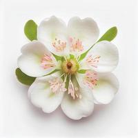 Top view a Apple blossom flower isolated on a white background, suitable for use on Valentine's Day cards photo
