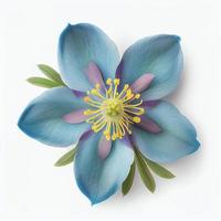 vista superior de una flor columbine azul colorado aislada en un fondo blanco, adecuada para su uso en las tarjetas del día de San Valentín foto