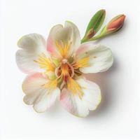 Top view a Peach blossom flower isolated on a white background, suitable for use on Valentine's Day cards photo