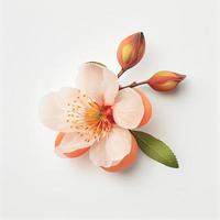 Top view a Peach blossom flower isolated on a white background, suitable for use on Valentine's Day cards photo