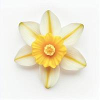Top view a Daffodil flower isolated on a white background, suitable for use on Valentine's Day cards photo