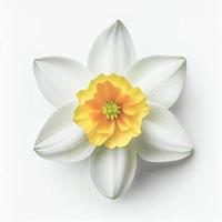 Top view a Daffodil flower isolated on a white background, suitable for use on Valentine's Day cards photo