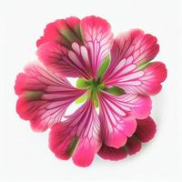 Top view a Geranium flower isolated on a white background, suitable for use on Valentine's Day cards photo