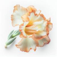 Top view a Gladiolus flower isolated on a white background, suitable for use on Valentine's Day cards photo