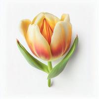 Top view a Tulip flower isolated on a white background, suitable for use on Valentine's Day cards photo