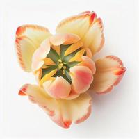 vista superior de una flor de tulipán aislada en un fondo blanco, adecuada para usar en tarjetas de San Valentín foto