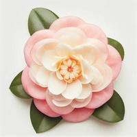 Camellia flower in a top view, isolated on a white background, suitable for use on Valentine's Day cards. photo
