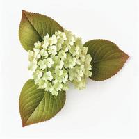 Oak-leaf hydrangea flower in a top view, isolated on a white background, suitable for use on Valentine's Day cards. photo