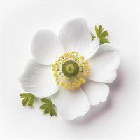 Top view of Anemone flower on a white background, perfect for representing the theme of Valentine's Day. photo