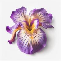 Top view of Iris flower on a white background, perfect for representing the theme of Valentine's Day. photo