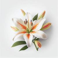 Top view of Lilies flower on a white background, perfect for representing the theme of Valentine's Day. photo