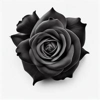 Top view of Black Rose flower on a white background, perfect for representing the theme of Valentine's Day. photo