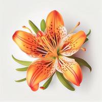 Top view a Tiger Lily flower isolated on a white background, suitable for use on Valentine's Day cards